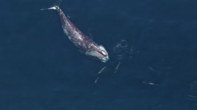 Impacts of Shipping Regulations on the Endangered Right Whale Population