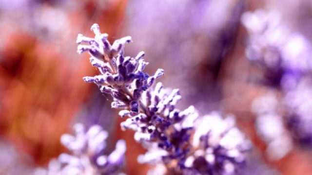 Unwind This July: Weekend Plans and Fragrance Favorites