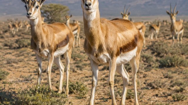 Exploring the Majesty of Dorcas Gazelles: A Look at Morocco's Wildlife