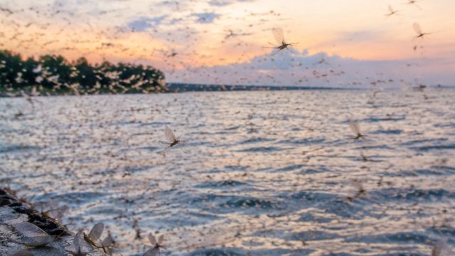 Mayfly Swarms Return: A Positive Sign for Lake Erie and Its Ecosystem